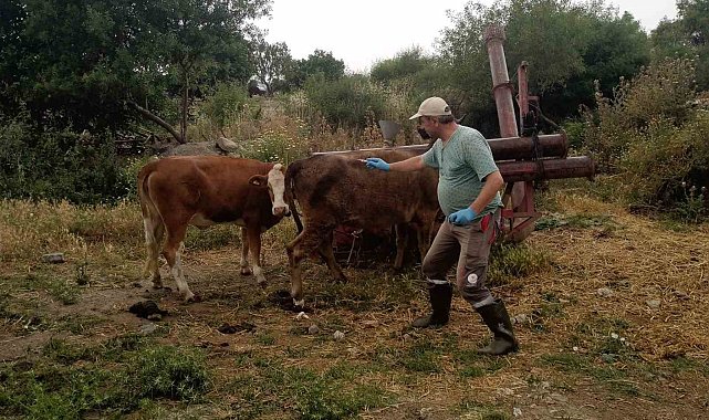 Didim'de büyükbaş hayvanların ilkbahar şap aşısı yapıldı