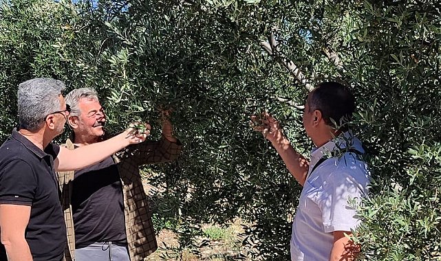 Didim'de zeytin bahçelerinin röntgeni çekildi