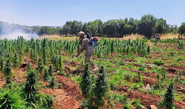 Diyarbakır'da 113 bin kök kenevir ele geçirildi
