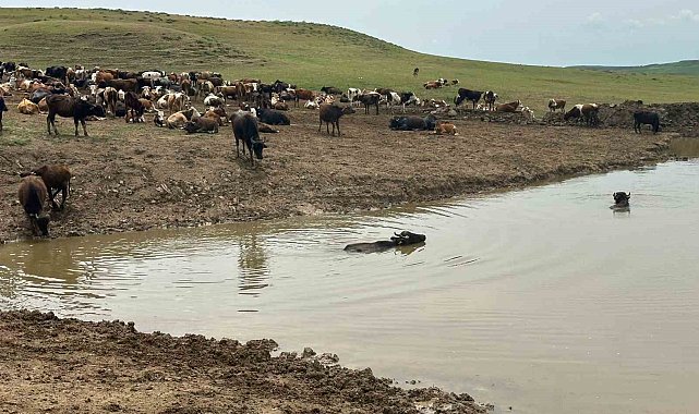 Diyarbakır'da hayvanların içme suyunun karşılandığı göletler onarılıyor