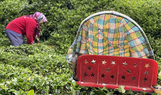 Doğu Karadeniz'de 2024 yılı yaş çay sezonu açıldı