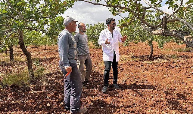 Dolu ve yağmur sonrası ziraat mühendisleri sahaya indi
