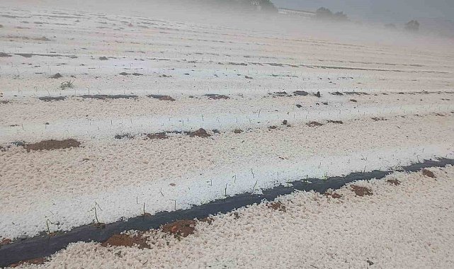 Dolu yağışı ekili arazileri beyaz örtüyle kapladı