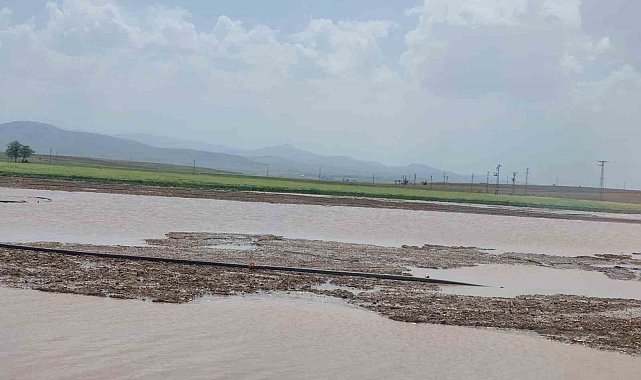 Doludan zarar gören ekili alanların tespiti yapıldı