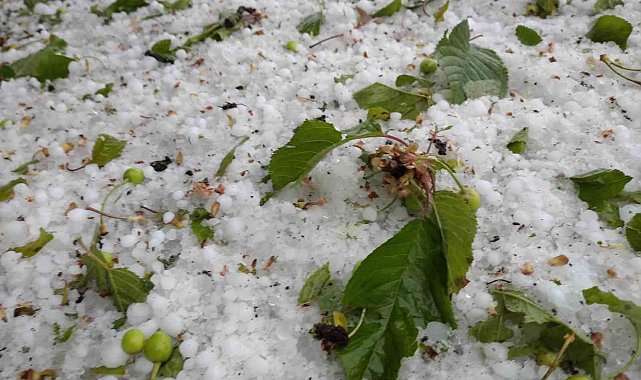 Domaniç'te meyve ağaçlarını dolu vurdu