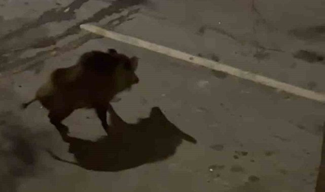 Domuzdan köpeklere gözdağı