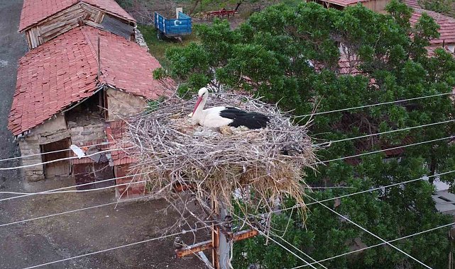 Dronu gören leylek yumurtalarını saklamaya çalıştı
