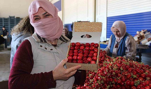 Dünya ülkeleri Manisa kirazını tercih ediyor
