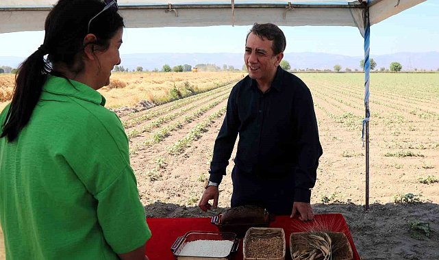Efeler'de karakılçık buğdayının ilk hasadı gerçekleştirildi