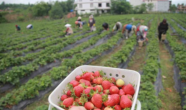 Ek gelir olarak başlandı: Yıllık bin 400 ton rekolte bekleniyor