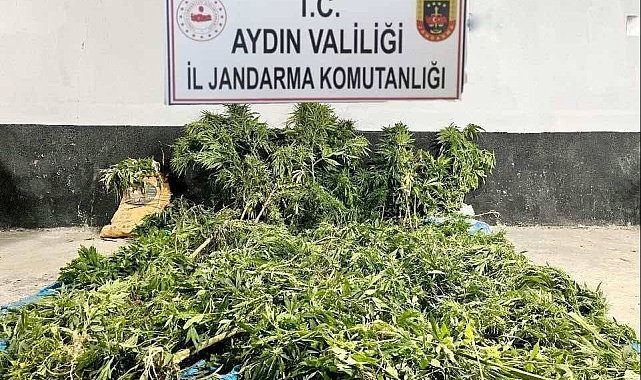 Ektikleri kenevirleri sularlarken yakalandılar