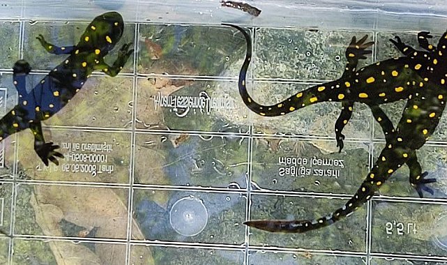 Elazığ'da benekli semender izleme çalışması yapıldı