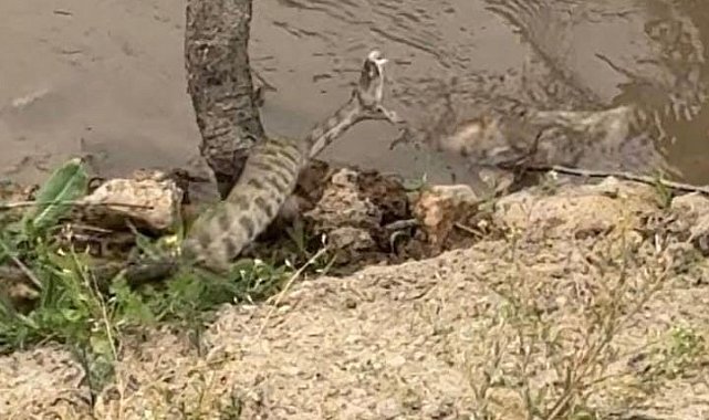 Elazığ&#039;da koca engerek yılanı görüntülendi