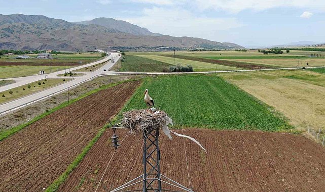 Elazığ'daki köy, 10 leylek yuvasına ev sahipliği yapıyor