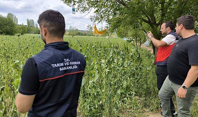 Emet&#039;te doludan etkilenen haşhaş ekili alanlarda hasar tespit çalışmaları