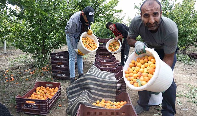 Enkaz kentte kayısı hasadı: Tarladan 20 TL'ye yurt içine, 25 TL'den yurt dışına satılıyor