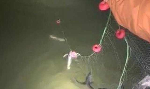 Erciş'te kaçak avlanan 200 kilo canlı balık yeniden suya bırakıldı