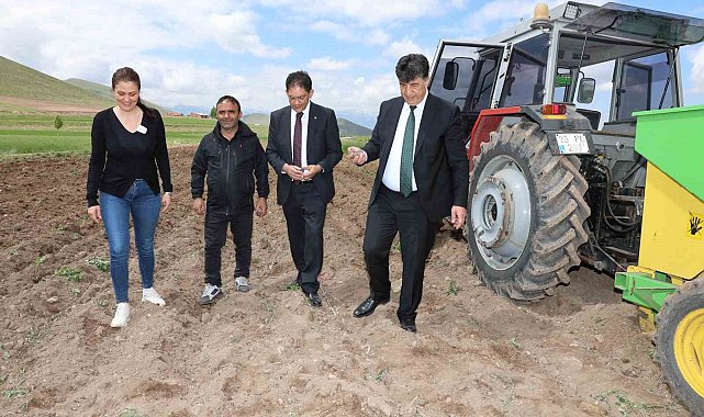 Erzurum&#039;da ilk defa mor patates ekimi yapıldı