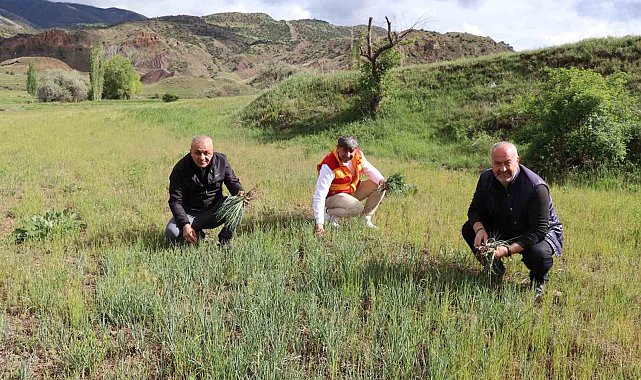 Erzurum'un dağlarında yemlik bereketi