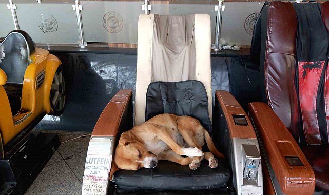 Eskişehir Şehirlerarası Otobüs Terminali'ndeki sevimli köpek vatandaşların ilgi odağı oldu