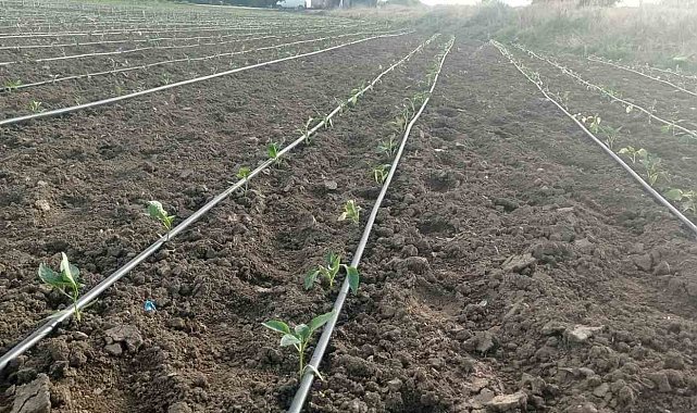 Eskişehir'de geçtiğimiz günlerde yaşanan zirai don ve kırağı sonrası fideler zarar gördü