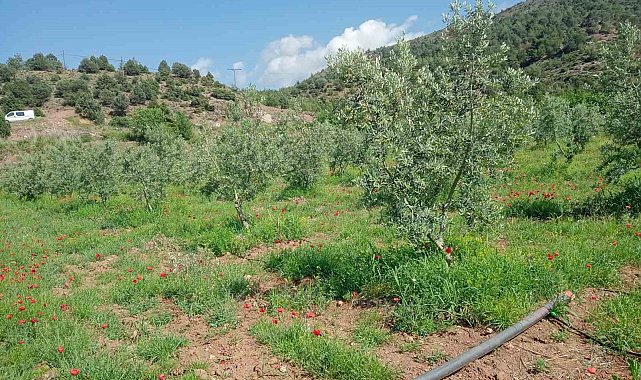 Eskişehir'de zeytin ağaçları çiçek açtı