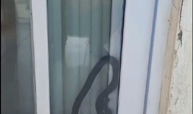 Eve giren yılan korkuttu