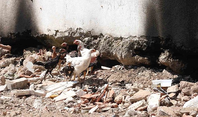Fethiye'de 'piton' nöbeti