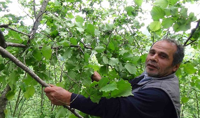 Fındık dallarını gören fındık üreticisi yeni sezon öncesi hem umutlu ve hem temkinli konuştu