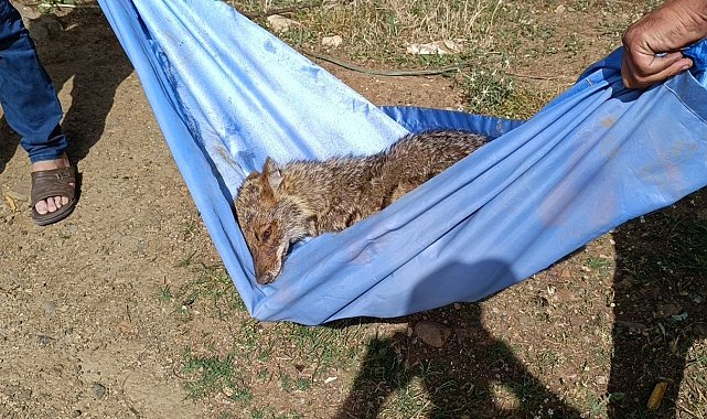 Gaziantep'te bitkin halde bulunan tilki tedavi altına alındı