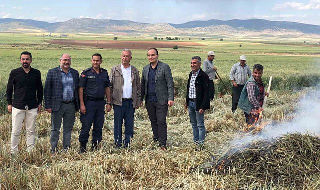 Gaziantep'te geleneksel yöntemlerle yapılan firik hasadı başladı