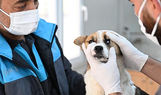Gaziosmanpaşa'da sokak hayvanlarına şefkat eli