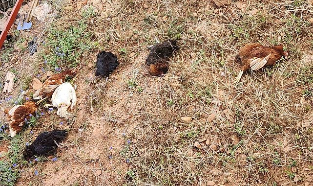 Gazipaşa'da kümese giren sansar tavukları telef etti