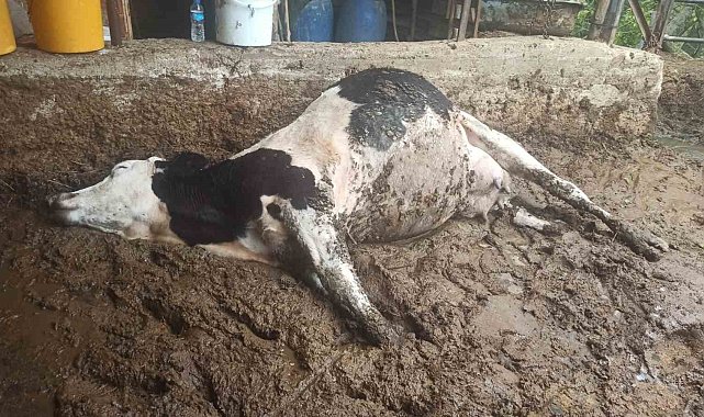 Gediz'de elektrik akımına kapılan 3 büyükbaş hayvan telef oldu