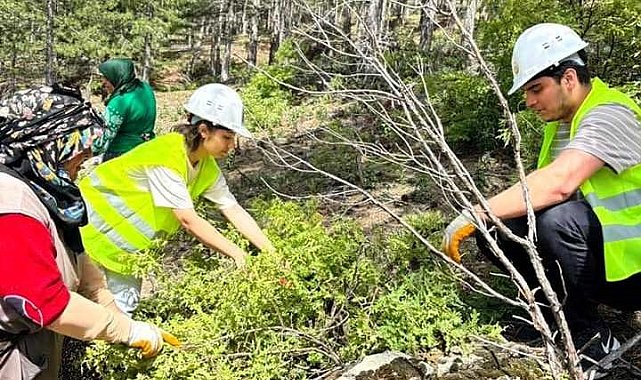 Gediz'de üniversite öğrencilerinden karaçam gençlik bakımı