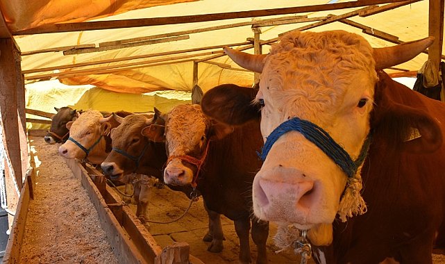 Gemlik'te kurban pazarlarına düzenleme