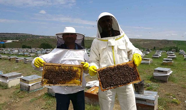Gezgin arıcılar zengin floralı Bozok Yaylası'nı tercih ediyor