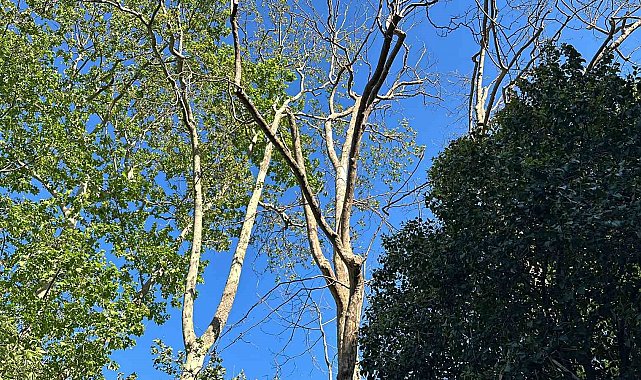 Gezi Parkı&#039;nda akıl almaz olay: Başına ağaç dalı düşen kadın yaralandı