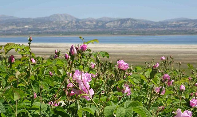 Göl manzaralı, gül kokulu bahçelerde hasat erken başladı