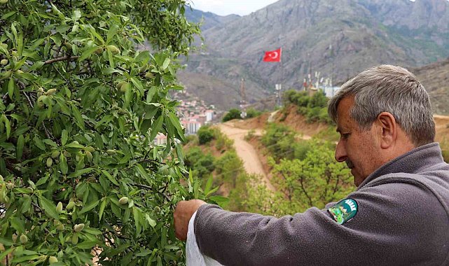 Gümüşhane'de badem çağlası bereketi