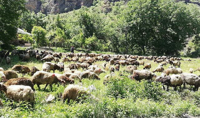 Hakkari'de tır devrildi, onlarca koyun telef oldu