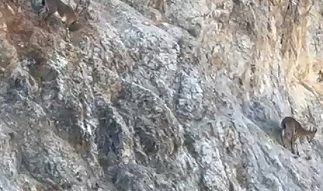 Harşit Çayı'nda su samuru, Torul'da yaban keçisi görüntülendi