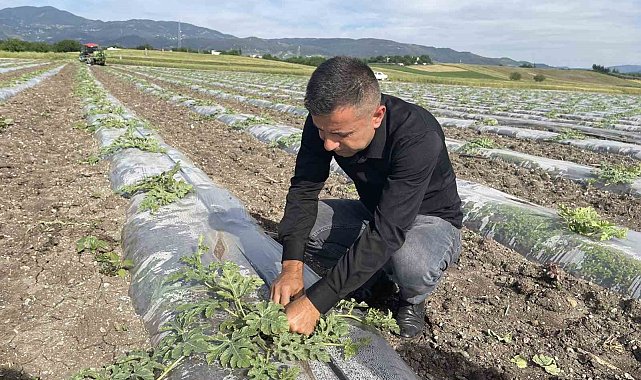 Hava sıcaklığını dengelemek isteyen çiftçi, malç naylonu kullanarak 200 dönüm araziye karpuz ekti