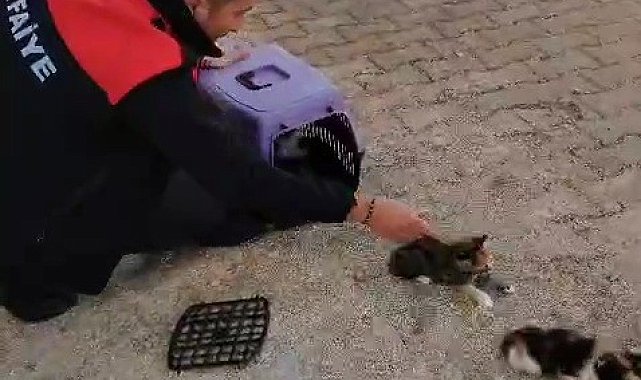 Havalandırmada mahsur kalan anne kedi ve yavrularını itfaiye ekipleri kurtardı