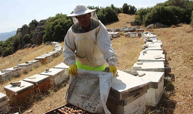 Havalar kurak gidince arılar da nüfus planlamasına gitti