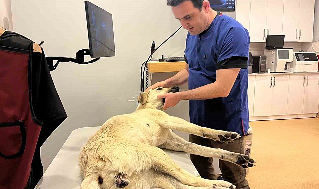 Hayvanseverlerden yerel yönetimlere &#039;yetersiz hizmet&#039; tepkisi