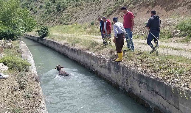 HES kanalına düşen dana uzun uğraşlar sonucu kurtarıldı