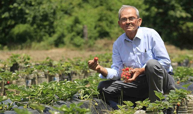 Hobi amaçlı başladığı çilek yetiştiriciliği emekli madencinin gelir kapısı oldu