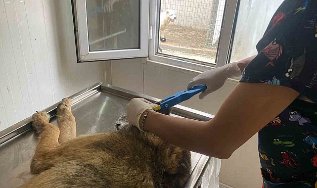 Hopa Belediyesi'nden sokak hayvanlarına kısırlaştırma, küpelenme ve mikroçip