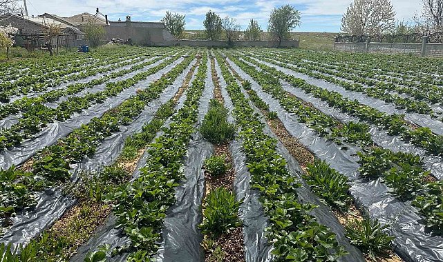 Hüyük'te çilek üreticilerine teknik destek